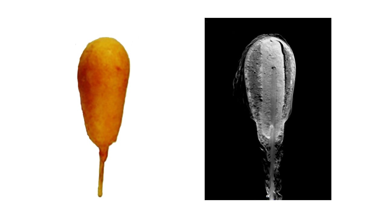 Breading Air and Oil Distribution Analysis by X-ray CT