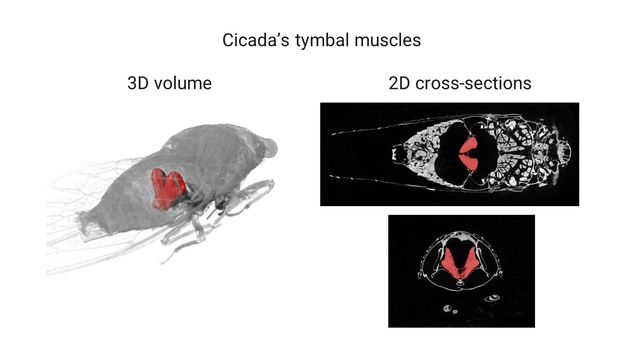 Cicada Analysis by X-ray CT