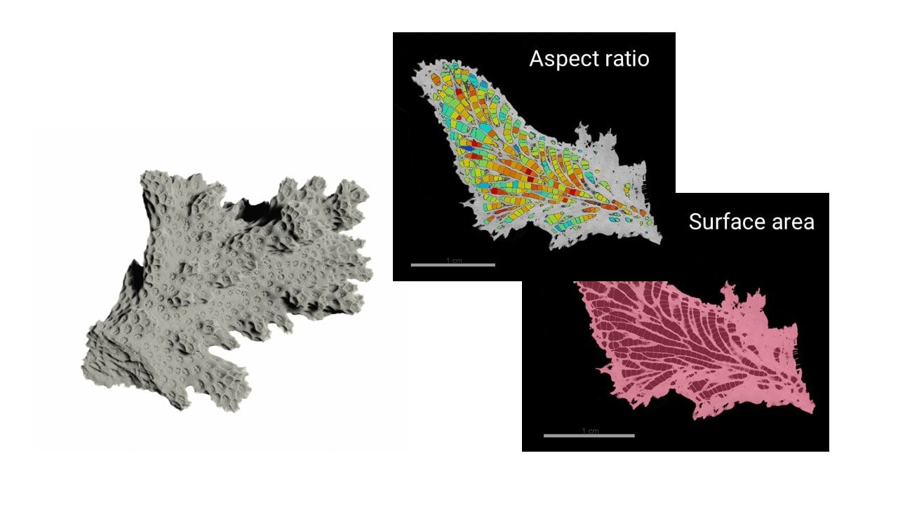 Coral Surface Area and Porosity Analysis by X-ray CT