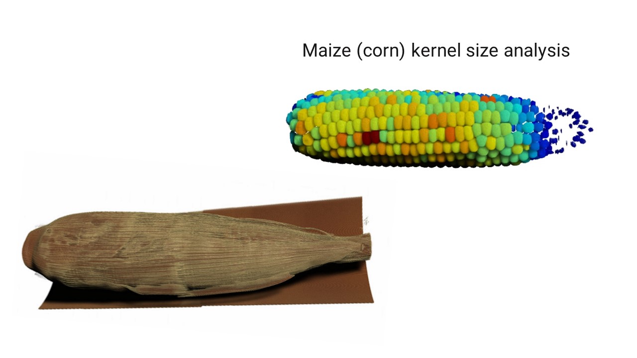 Maize Kernel Analysis by X-ray CT