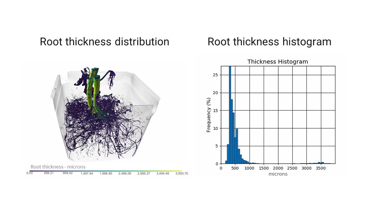 Tomato Plant Root System Analysis by X-ray CT