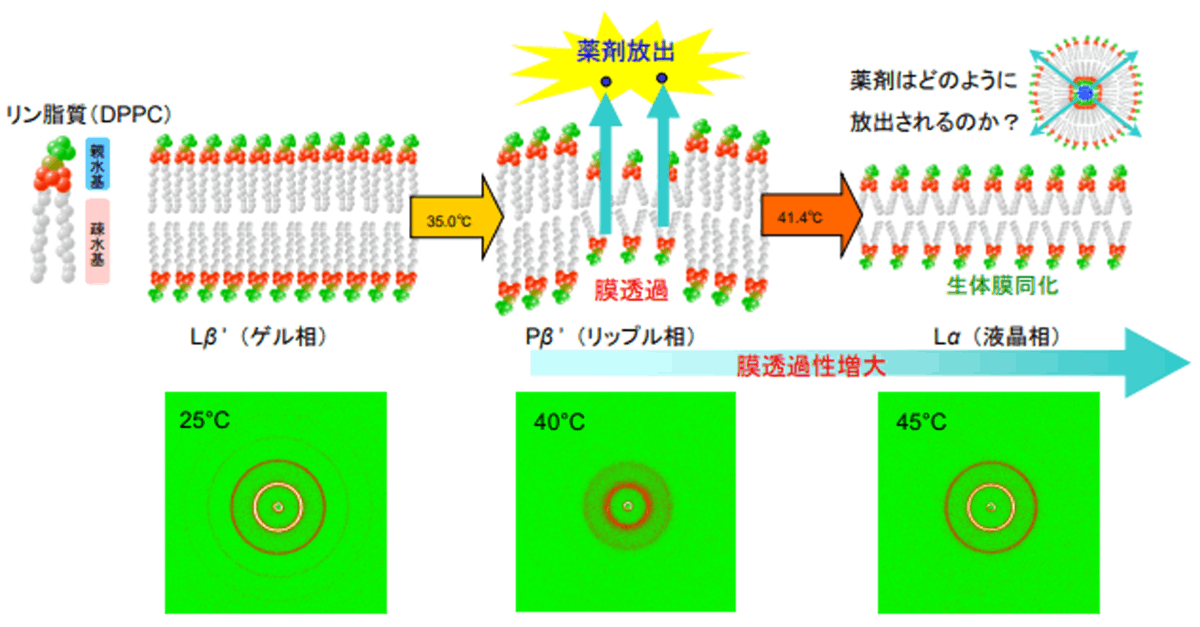 2 次元小角X 線散乱法による リン脂質膜の結晶相転移観察